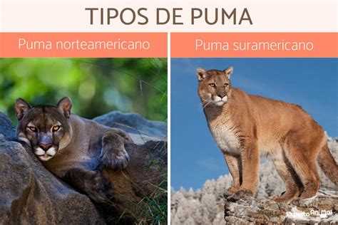 how to tell a puma.